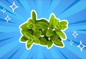 substitutes-for-marjoram