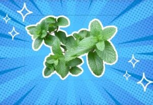 substitutes-for-mint