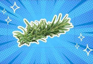 substitutes-for-rosemary