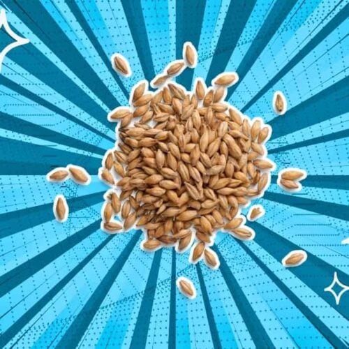 substitutes-for-barley
