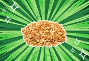 substitutes-for-farro