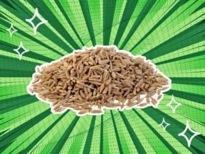 substitutes-for-Cumin-Seeds