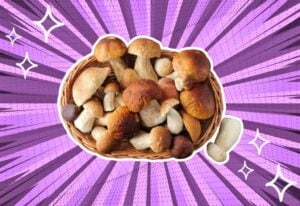 substitutes-for-Porcini-Mushrooms