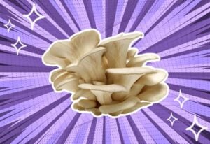 substitutes-for-oyster-mushrooms