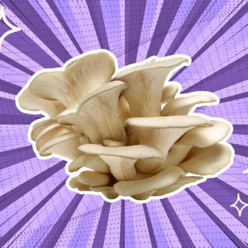 substitutes-for-oyster-mushrooms