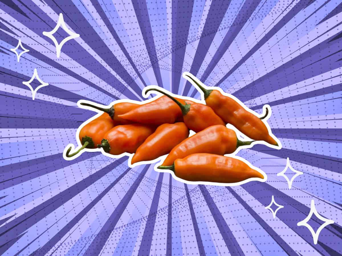 substitutes-for-Aji-Amarillo