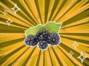 substitutes-for-Blackberries