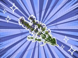 substitutes-for-Hyssop