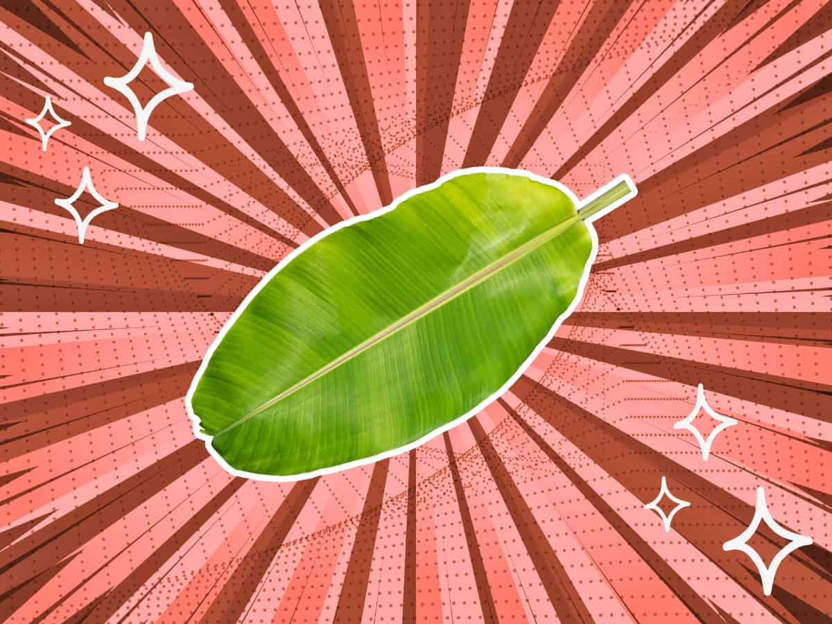 substitutes-for-banana-leaf