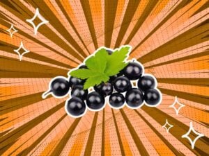 substitutes-for-currants