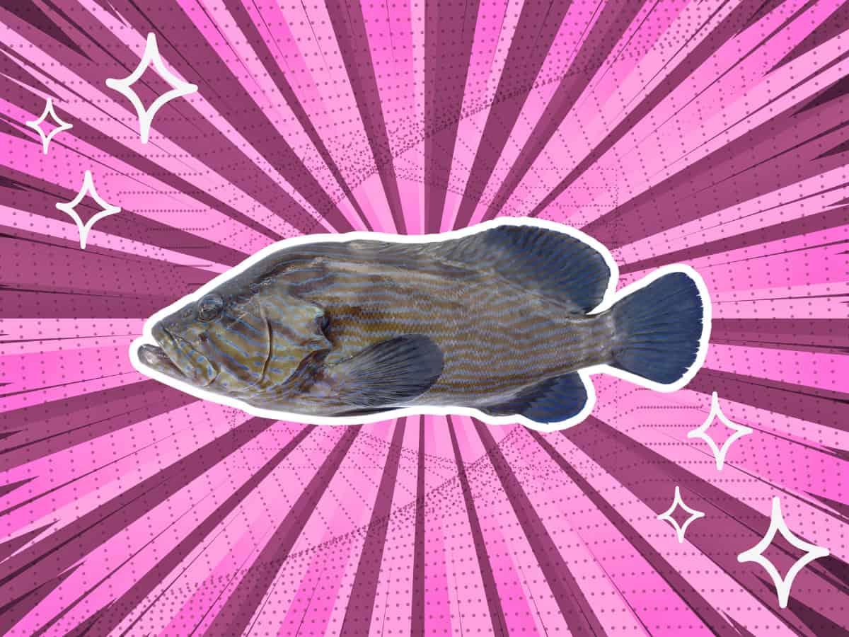 substitutes-for-grouper