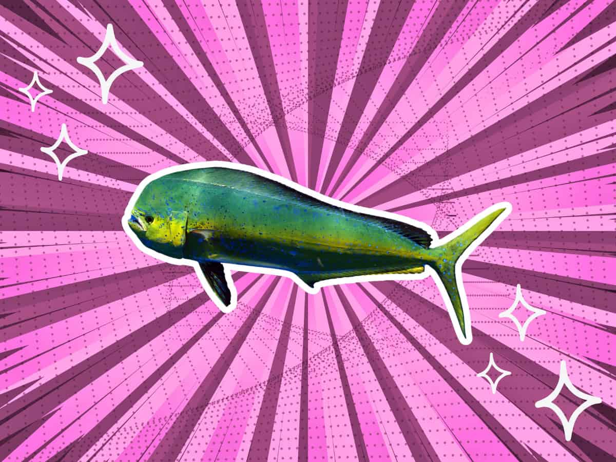 substitutes-for-mahi-mahi