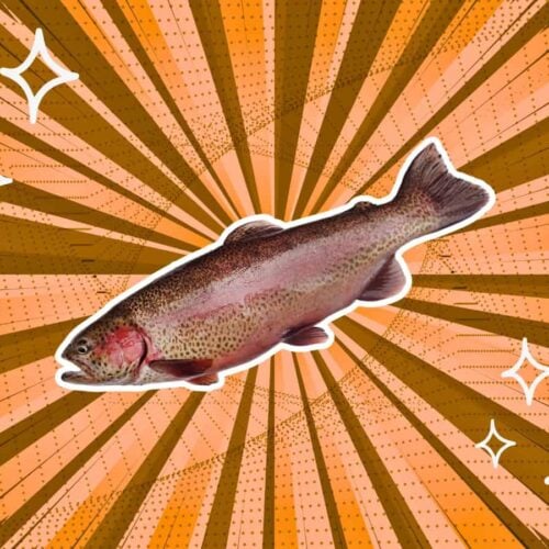 substitutes-for-rainbow-trout