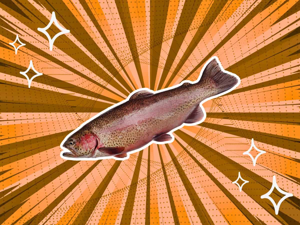 substitutes-for-rainbow-trout