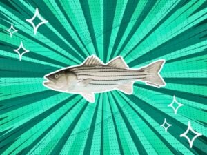 substitutes-for-striped-bass