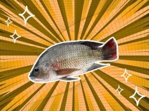 substitutes-for-tilapia
