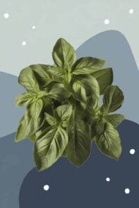 Substitutes For Thai Basil
