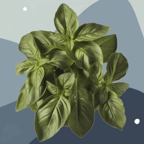 Substitutes For Thai Basil