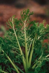 substitutes for angelica root